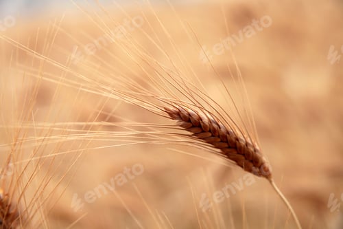 Preview: Gold wheat seed. Wheat field.