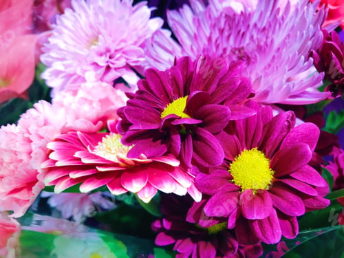 Preview: Magenta daisies with yellow centres background
