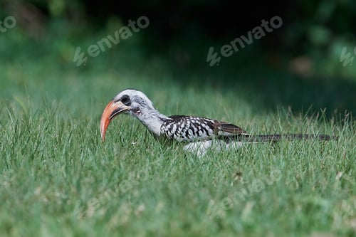 Preview: Western red-billed hornbill (Tockus kempi)