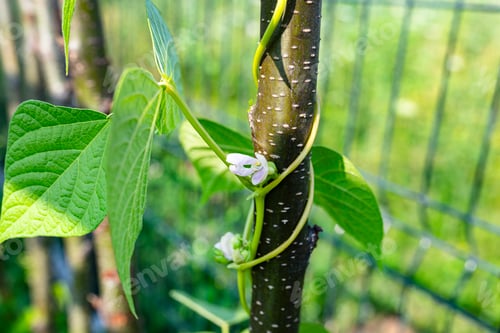 Preview: Climbing beans in the home garden wrapped around branches, early spring.