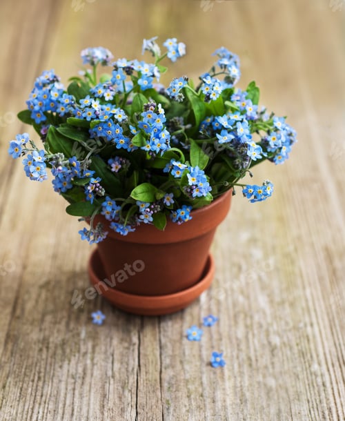 Preview: Forget-me-not flowers