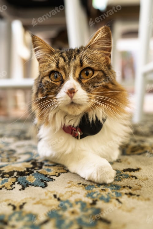 Preview: Portrait of tabby cat relaxing on carpet in modern home