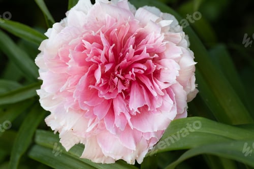 Preview: Peony Rose heart bloomed in spring