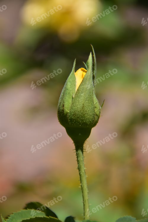 Preview: Unopened Yellow Rose Bud in Natural Sunlight