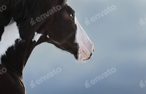 Preview: American Paint horse. Portrait on dark blue background.