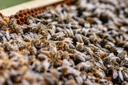 Preview: Busy Honeybees Working Inside a Honeycomb Frame