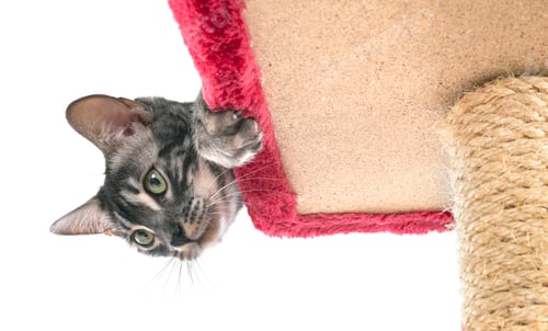 Preview: bengal kitten in studio