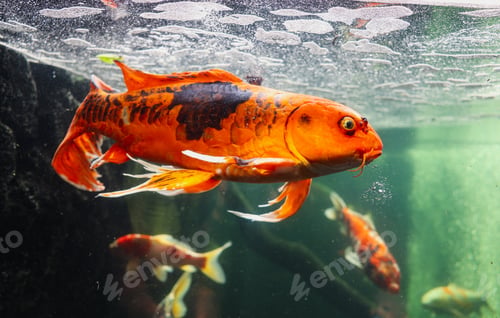 Preview: Group of Carp Coi Fish Swimming in an Aquarium