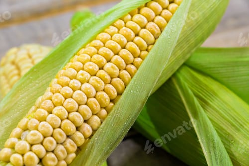 Preview: Fresh yellow corn on a wooden background