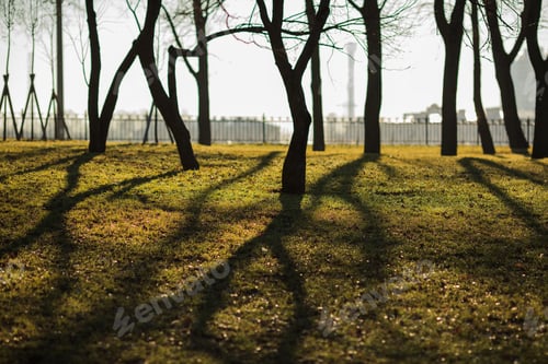 Preview: Alley with curved tree trunks on a sunny spring day.