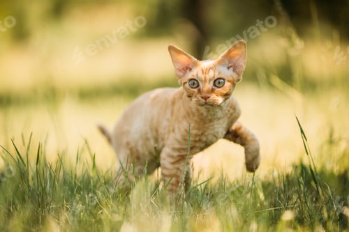 Preview: Funny Young Red Ginger Devon Rex Kitten In Green Grass. Short-ha