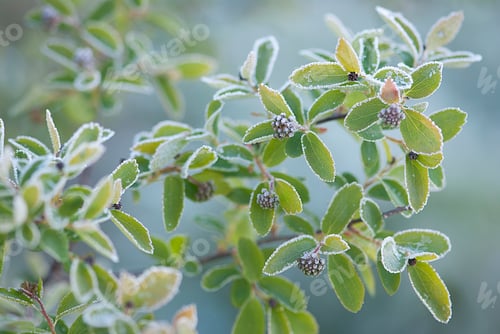 Preview: Beautiful sunlight on garden flowers and plants,is early frozen spring morning in nature