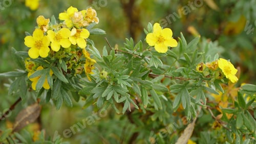 Preview: Selective focus shot of beautiful yellow sunroses with blurred background