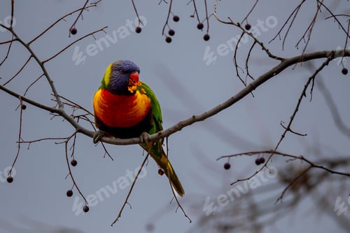 Preview: Rainbow lorikeet (Trichoglossus moluccanus) perched on a bare tree branch with a grey sky background