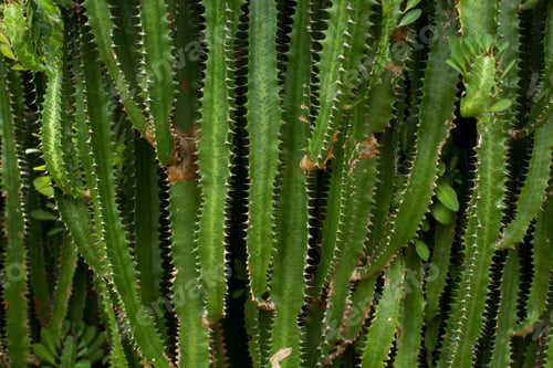 Preview: Plantation of green cactus.