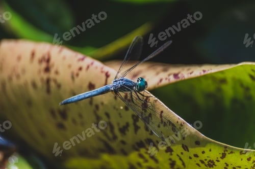 Preview: Dragonfly on leaf