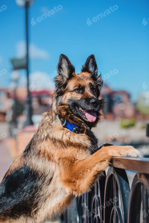 Preview: Portrait of a German shepherd dog. Dog outdoor. Purebred dog.