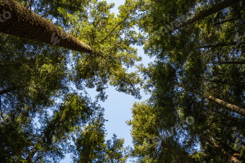 Preview: Pine tree wood
