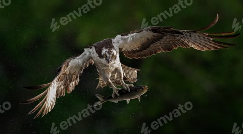 Preview: An Osprey Fishing in Maine
