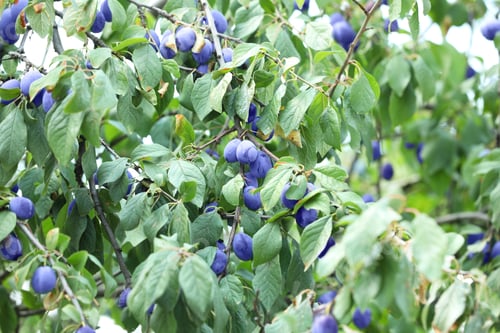 Preview: Ripe plums growing on tree in garden