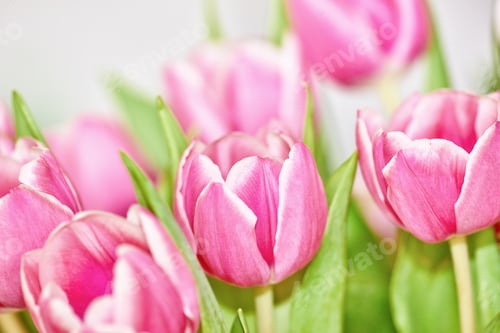 Preview: Tulips in my garden