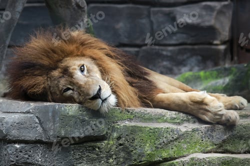 Preview: Lonely lion laying down