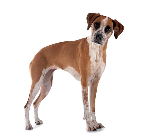 Preview: mixed-breed in studio