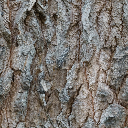 Preview: Bark texture