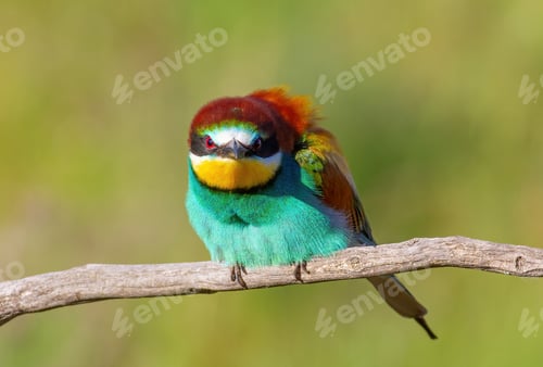 Preview: European bee-eater, Merops apiaster. The bird ruffles its feathers and looks into the lens