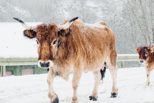 Preview: Herd of cows and calves walking down a snowy road