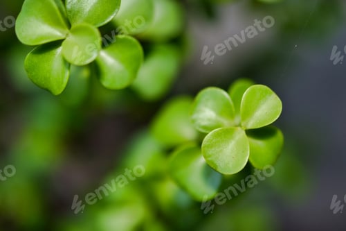 Preview: Selective focus closeup of the Portulacaria Afra succulent
