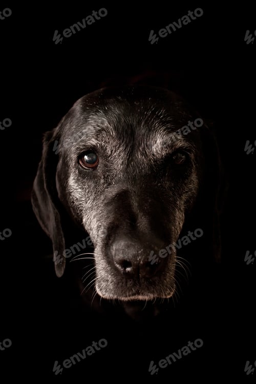 Preview: Sad Old Dog Looking at the Camera