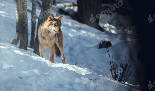 Preview: Wolf on hill near stones and snow