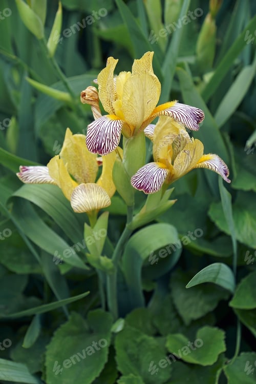 Preview: Variegated Sweet Iris (Iris Variegata). Called Hungarian Iris Also.