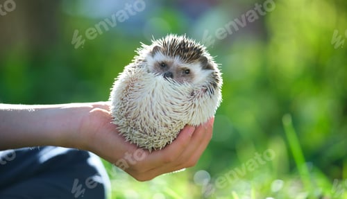 Preview: Human hands holding little african hedgehog pet outdoors on summer day.