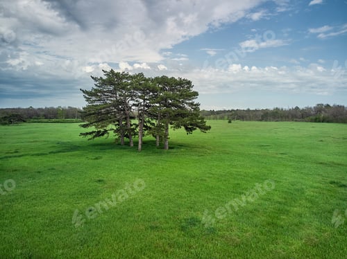 Preview: coniferous tree on a green meadow