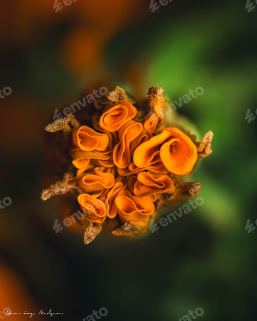 Preview: Close-up of an orange flower