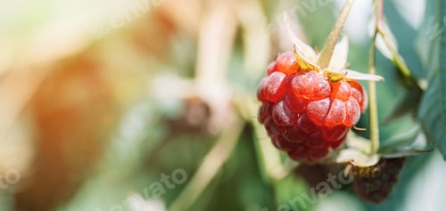 Preview: Macro photography of raspberries in the sun