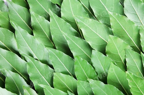 Preview: Green bay leaves