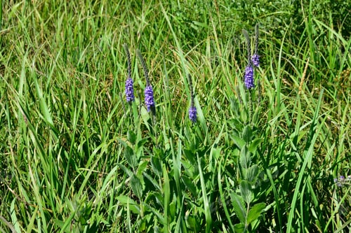 Preview: Beautiful view of a lush meadow with purple flowers