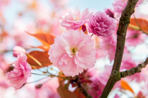 Preview: Sakura flowers, cherry blossom