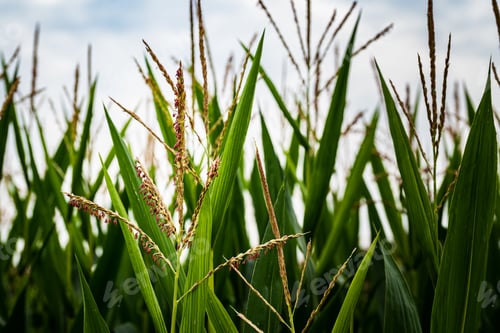 Preview: Closeup of a young maize plant in summer