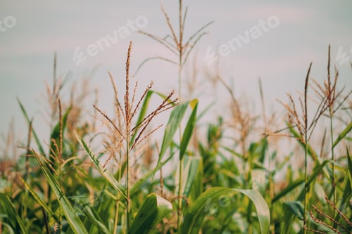 Preview: Rural Landscape Maize Field With Corn Sprouts. Young Green Cornfield Plantation. Agricultural Crop