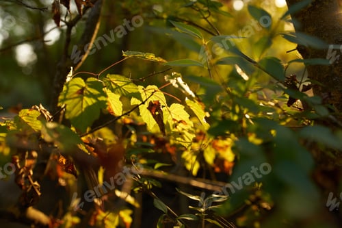 Preview: green shrub trees nature close-up