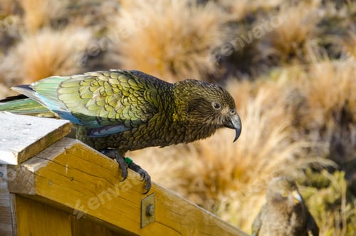 Preview: Closeup shot of a predatory parrot kea in Nestor Kea, New Zealand