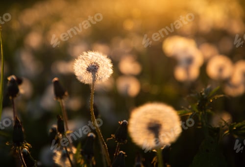 Vista previa: campo de diente de león con semillas al atardecer