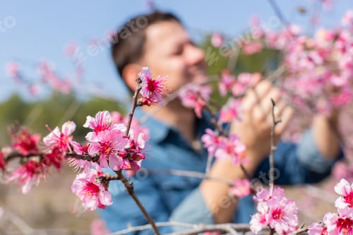 Preview: Man Among Pink Blossoms in Springtime