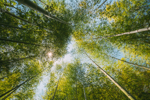 Preview: Spring Sun Shining Through Canopy Of Tall Trees Bamboo Woods. Sunlight In Tropical Forest, Summer