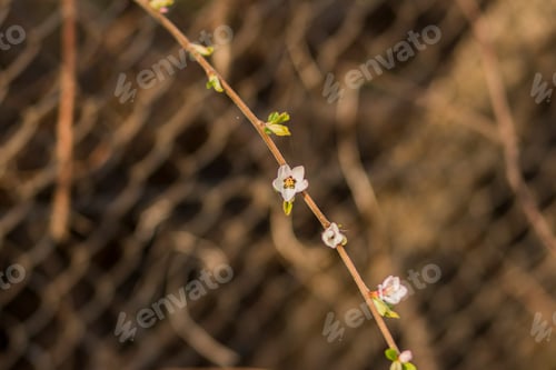 Preview: Cherry blossoms