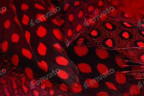 Preview: Macro feather background.